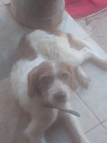 Doa se lindos cachorros
