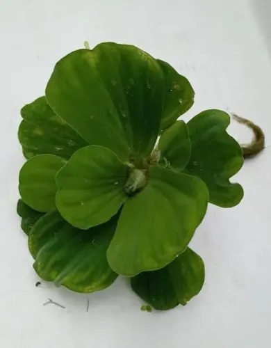 MUDAS DE PLANTAS AQUÁTICA.