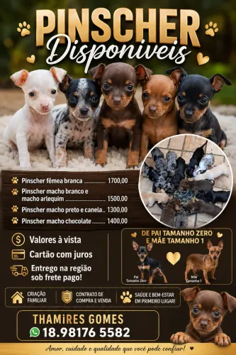 Pinscher 