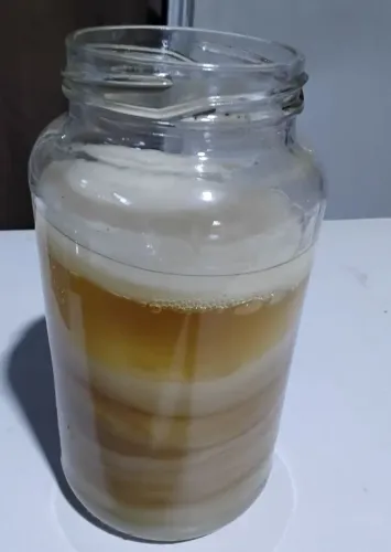 Scoby Kombucha + Líquido Starter
