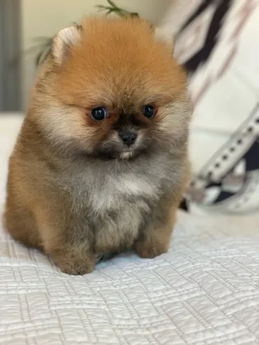 Spitz alemão oportunidade 