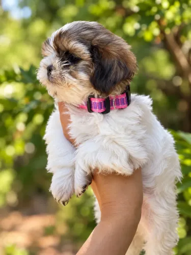 Shih tzu fêmea