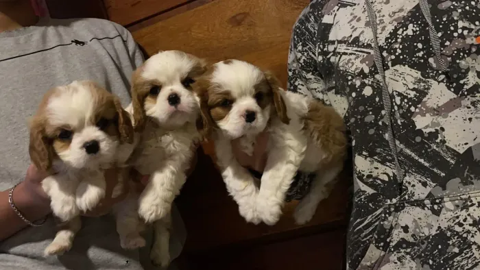 Cavalier king charles fêmeas e machos 