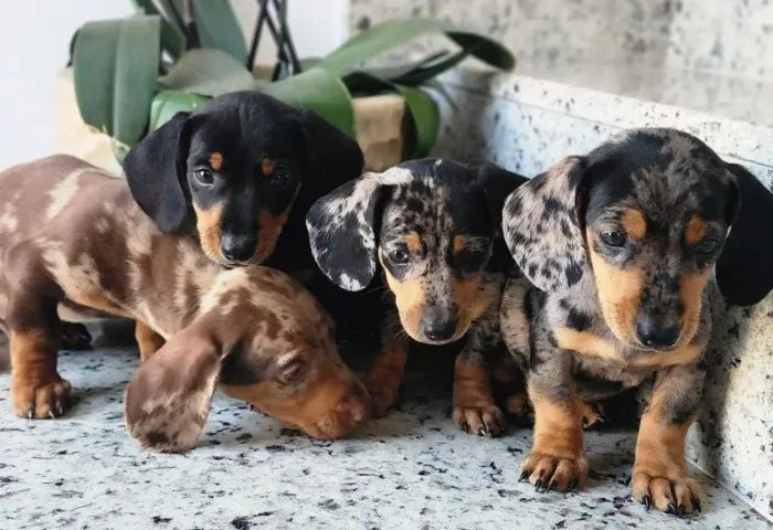 Basset /Cofap/Salsicha Disponível.