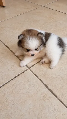 Lulu da pomerania