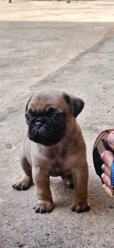Pug fêmea