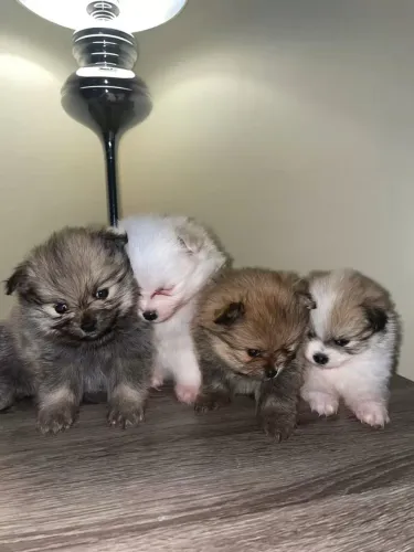 Lulu da Pomerânia 