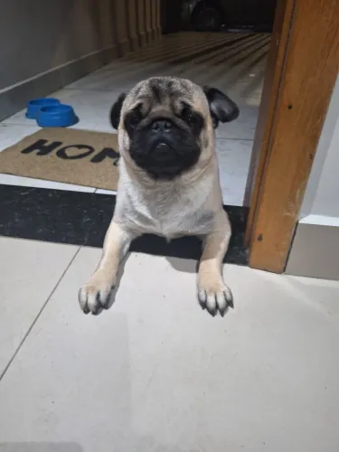 Vendo pug super docil