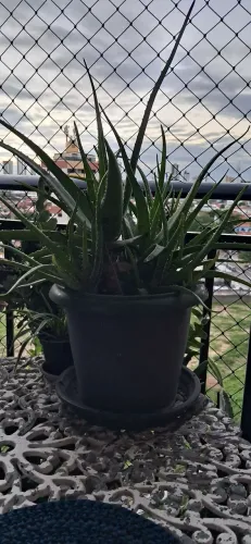Planta de babosa, natural e decorativa!harmonização do seu ambiente.