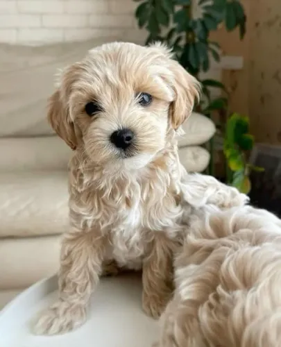 Poodle Fêmea - Última Disponível Para Uma Família Especial