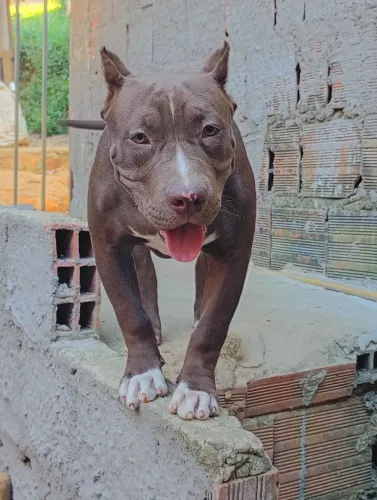 Vendo fêmea American Bully