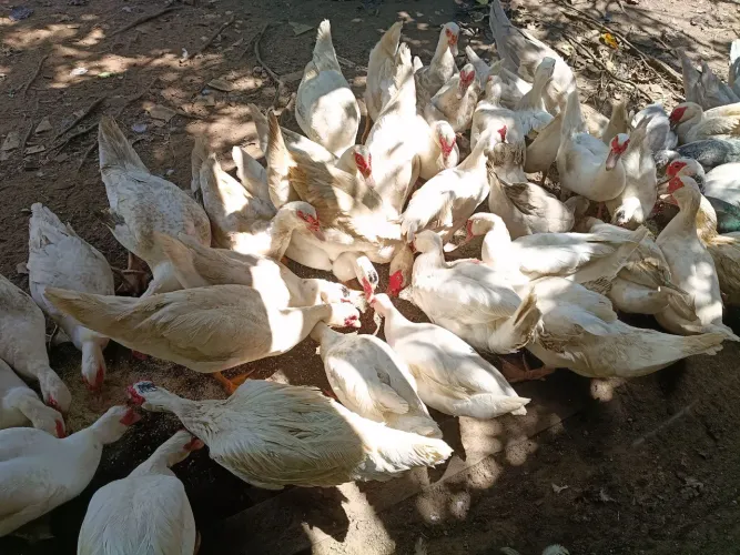 Patas e Pato Gigantes Alemão 