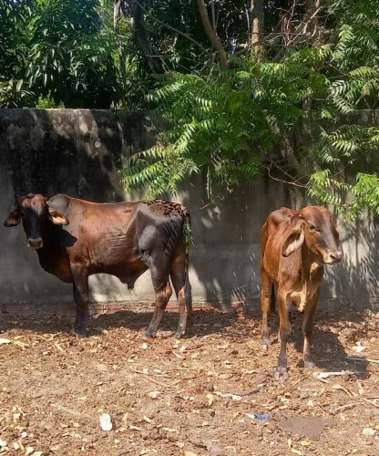 VENDO ESSE CASAL: NOVILHO GIROLANDA E ESSA BEZERRA GUZERÁ COM GIROLANDA