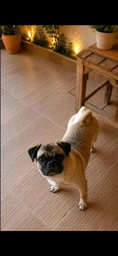 Pug fêmea com pedigree