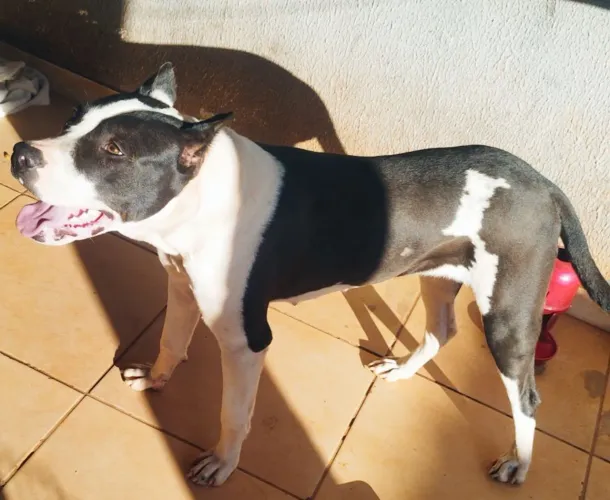 Cachorro fêmea