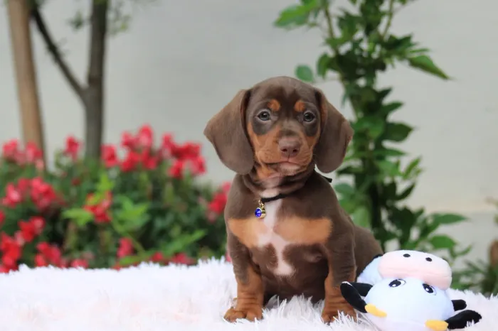 Dachshund, Cofap, salsichinha