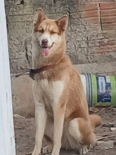 Husk siberiano adulta, pura