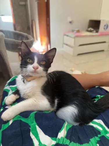 Adoção Responsável