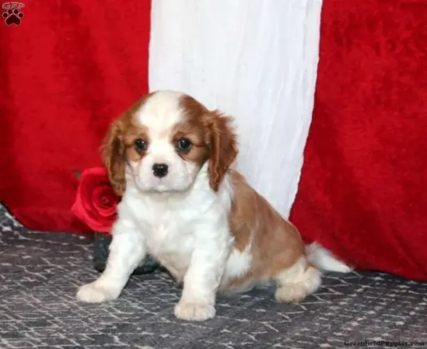 Cavalier King - Adquira Hoje | WhatsApp