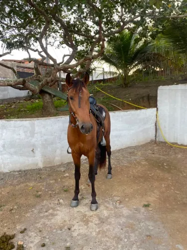 Cavalo mangalarga