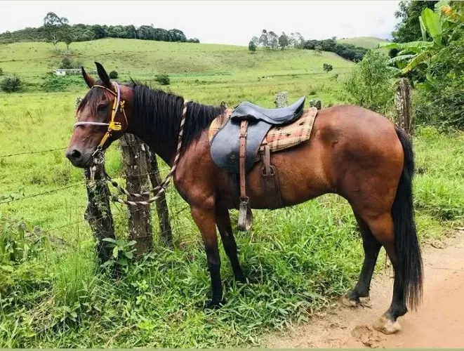 Égua mangalarga