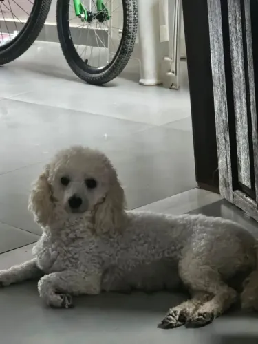 Poodle fêmea