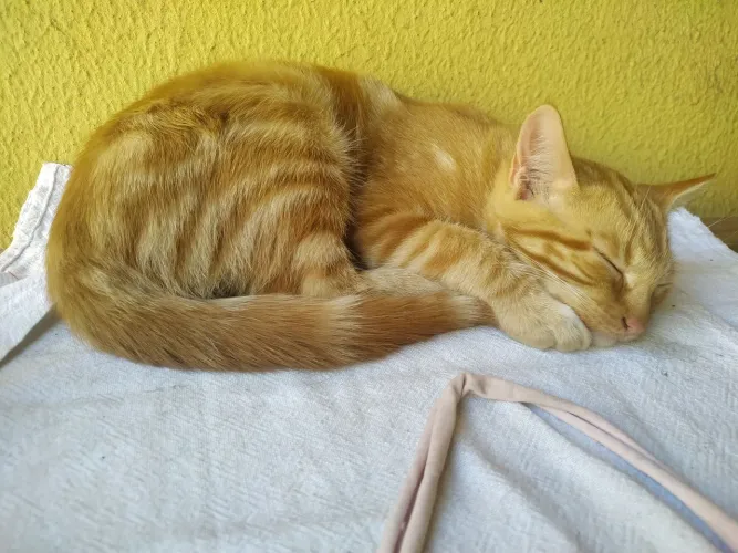 Gatinhos para adoção