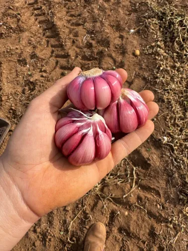 Alho roxo nacional N8 no atacado