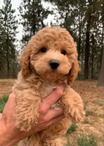 Pelinhos cacheados poodle toy