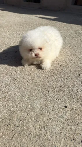 Spitz Alemão 