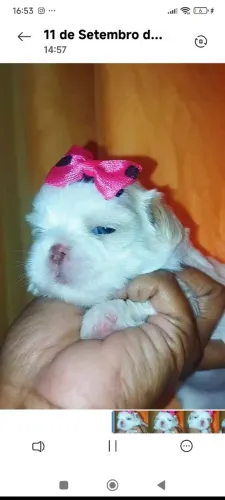Princesa Shih tzu disponível