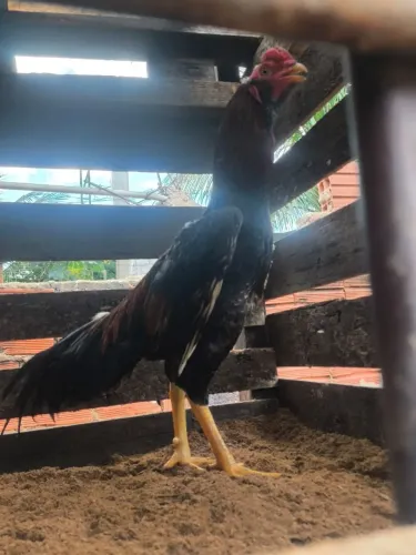 Vendo mini galo índio ou troco