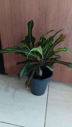 Plantas de vasos