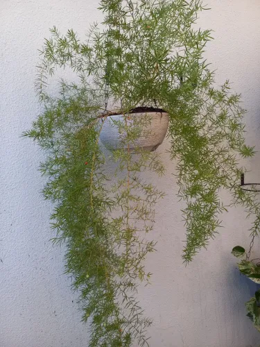 Planta natural