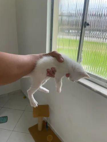Gatos para doação