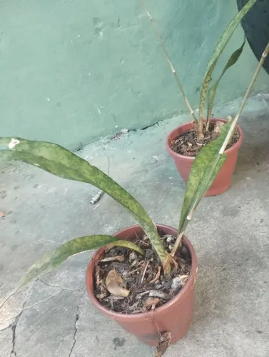 Orquídea oceoclades maculata