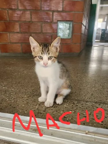 Gatinhos filhotes procuram lar 