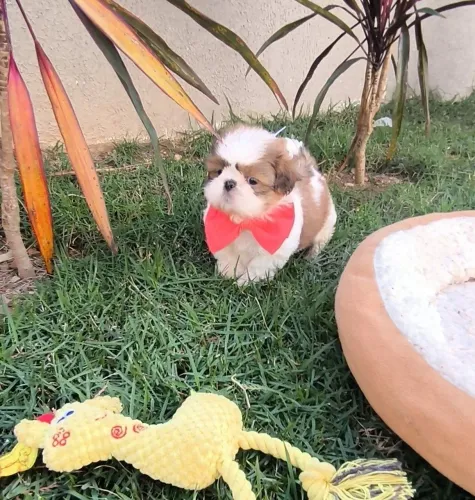 Filhote de Shihtzu 