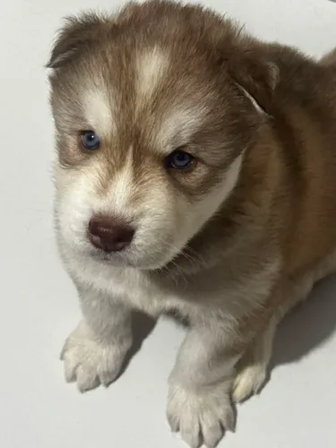 Filhote de Husky Siberiano