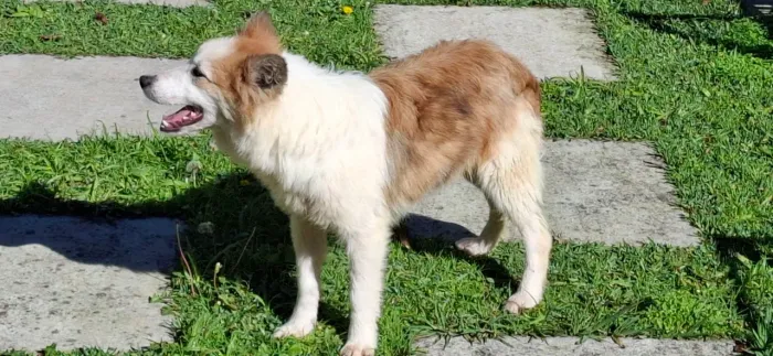 Border collie macho 