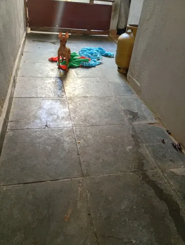 Cachorro Pincher femia. 0 . com 1 ano 3 mês