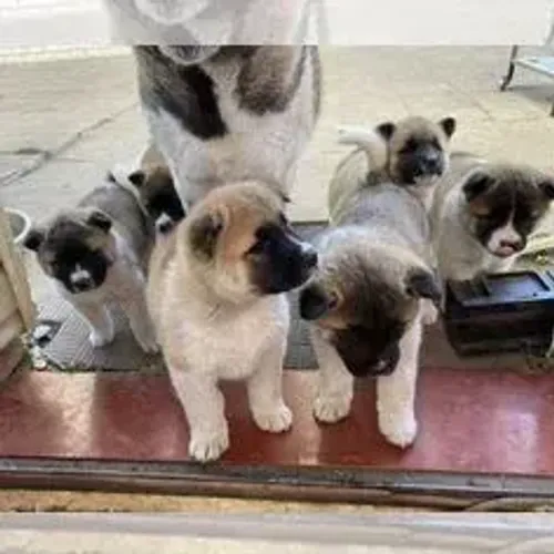 Akita Inu,Akita Inu Filhote Saudável Excelente Companhia