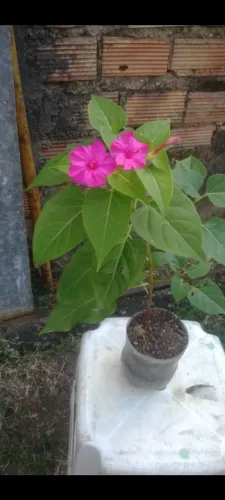 Maravilha