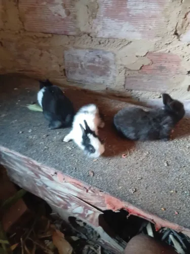 Coelhos casal