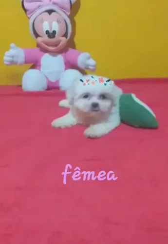 Pet animais de estimação