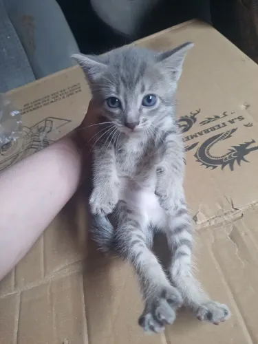Gata cinza para doação