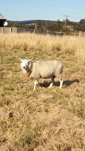 Ovelhas Texel