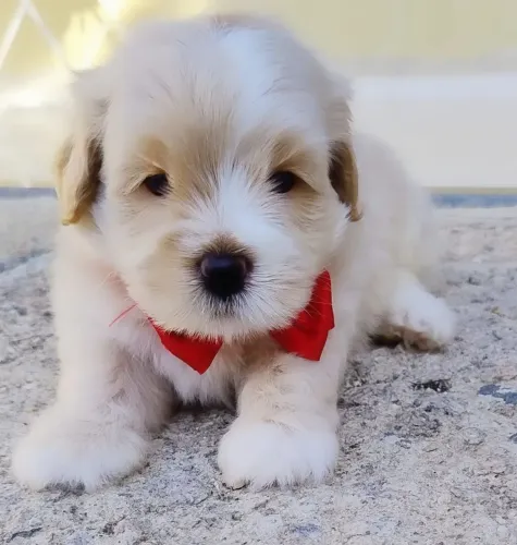 Poodle Toy Mini machinho