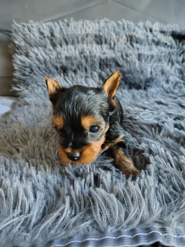 Raça yorkshire terrier 