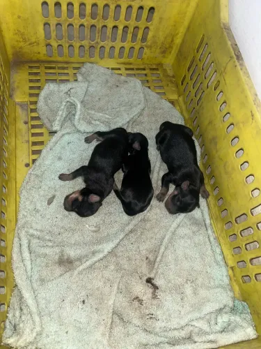 Vendo filhotes de pinscher 1 puro